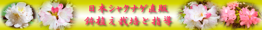 鉢植日本シャクナゲの栽培方法を教えます。